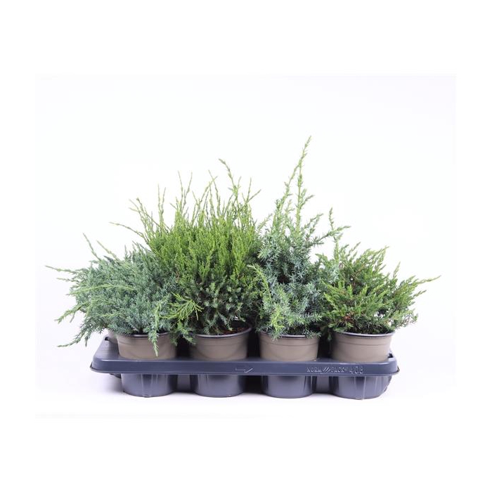 <h4>Juniperus gemengde bak</h4>