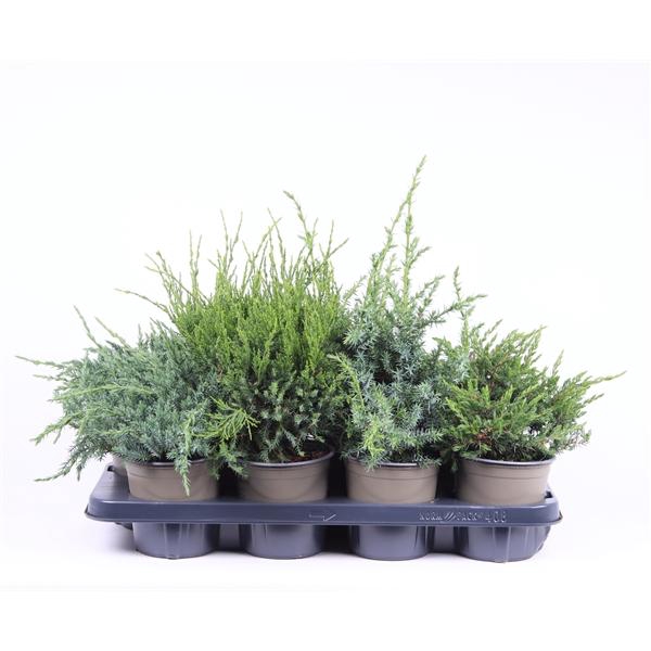 <h4>Juniperus overig</h4>