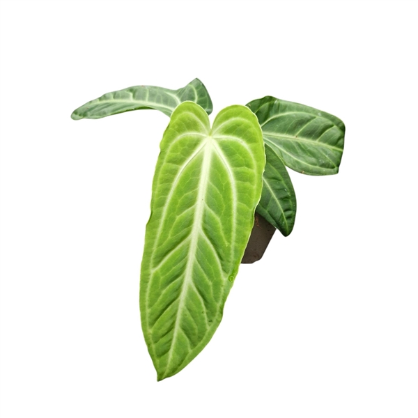 <h4>Anthurium Villenaorum</h4>