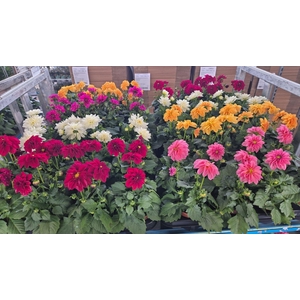 DAHLIA MIXK 5 KL