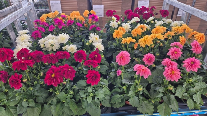 <h4>DAHLIA MIXK 5 KL</h4>