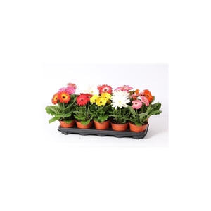 Gerbera 2+ bl gemengd 12cm excellent