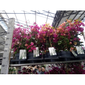 Bougainvillea  'Sanderiana'