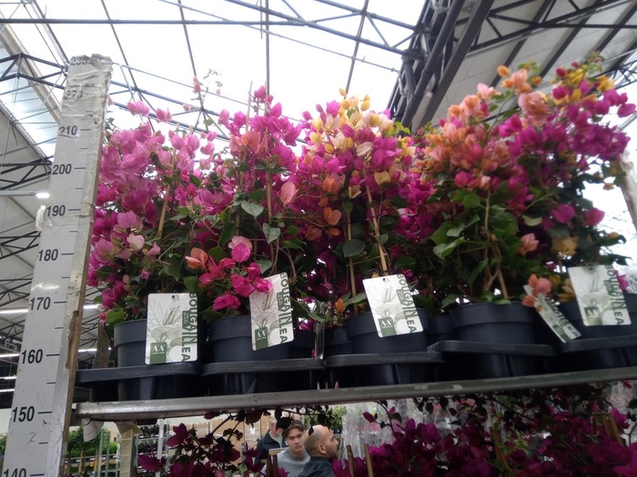 <h4>Bougainvillea  'Sanderiana'</h4>