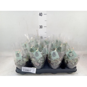 Ceropegia woodii ssp. woodii