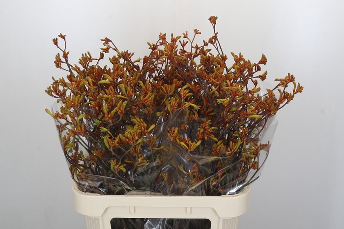 <h4>Anigozanthos Bush Sunset</h4>