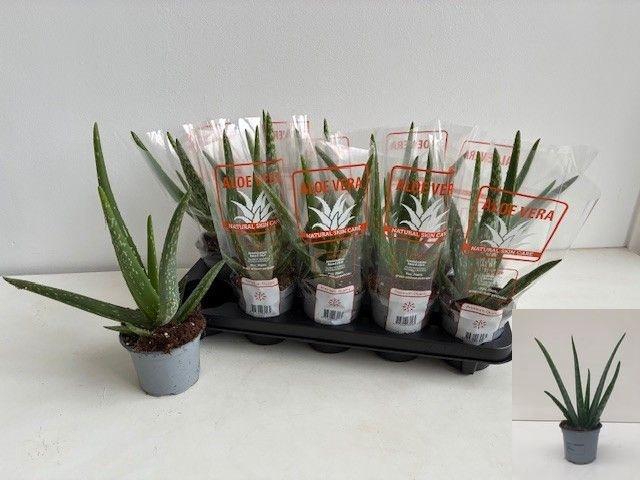 <h4>ALOE VERA</h4>