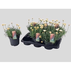 RHODAN H ZAGORA YELL