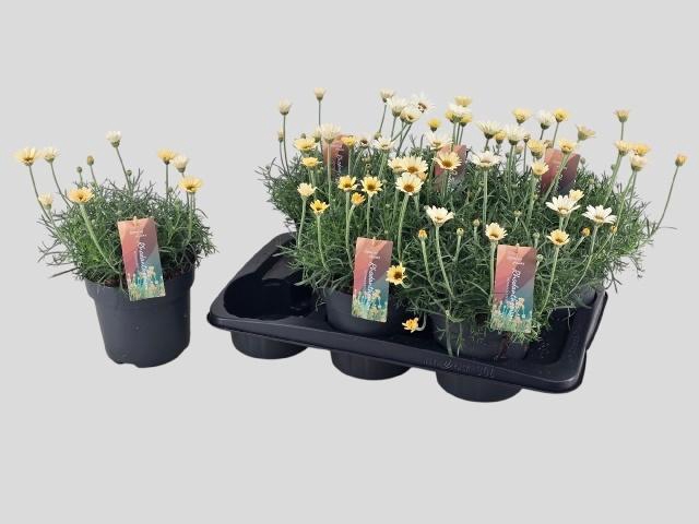 <h4>RHODAN H ZAGORA YELL</h4>