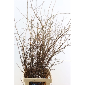 Chaenomeles X Superba