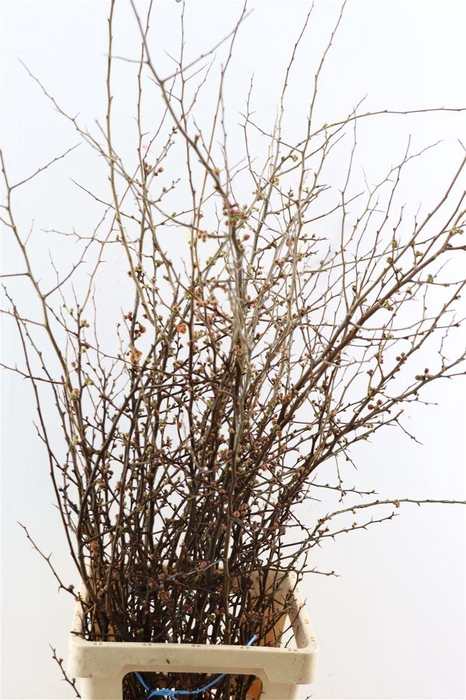 <h4>Chaenomeles Superba</h4>