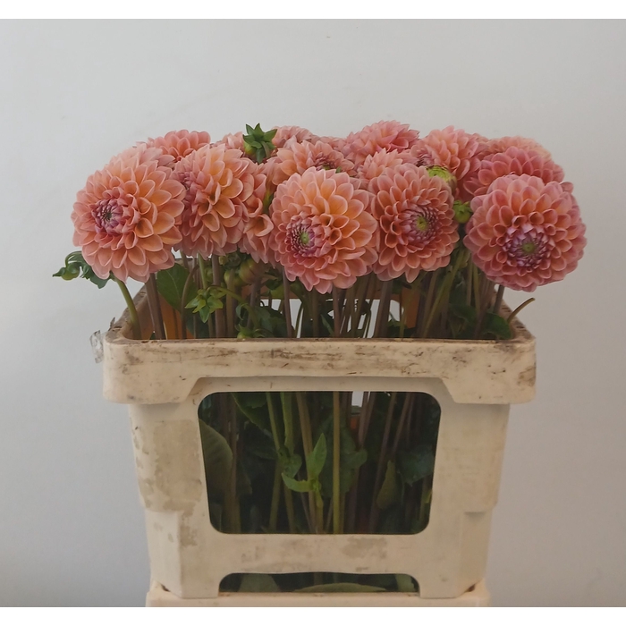 <h4>DAHL LINDAS BABY</h4>