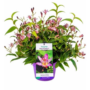 Tricyrtis formosana
