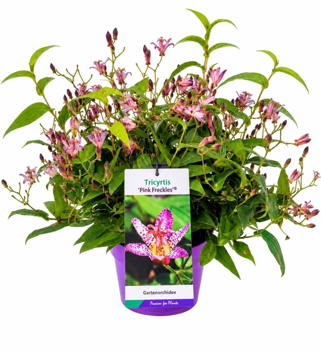 <h4>Tricyrtis formosana</h4>