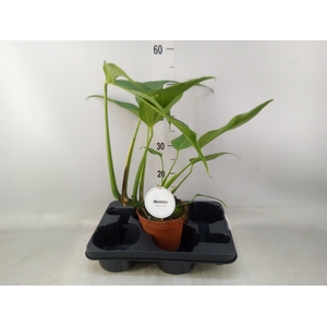 Monstera   ...