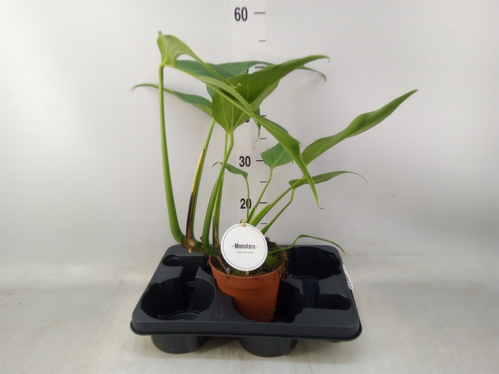 <h4>Monstera   ...</h4>