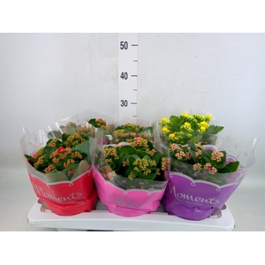 Kalanchoe blos.   ..rosebud mix  4