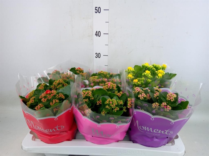 <h4>Kalanchoe blos.   ..rosebud mix  4</h4>