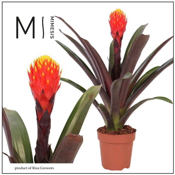 <h4>Guzmania Tala</h4>