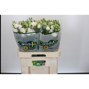 Eustoma Du Rosita White