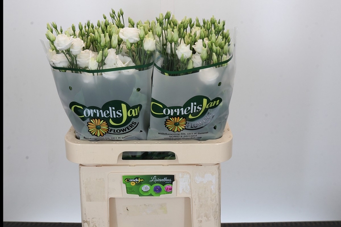 <h4>Eustoma Du Rosita White</h4>