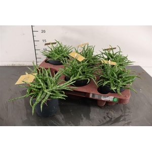 Aloe 10.5 Cm. P. Spider