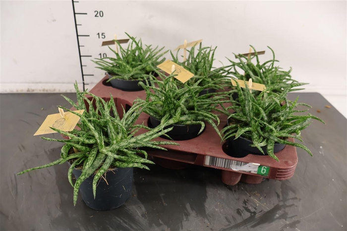 <h4>Aloe 10.5 Cm. P. Spider</h4>