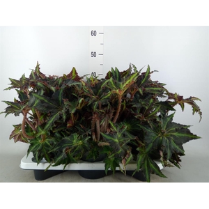 Begonia BD 'MagicColours Lion Danc'