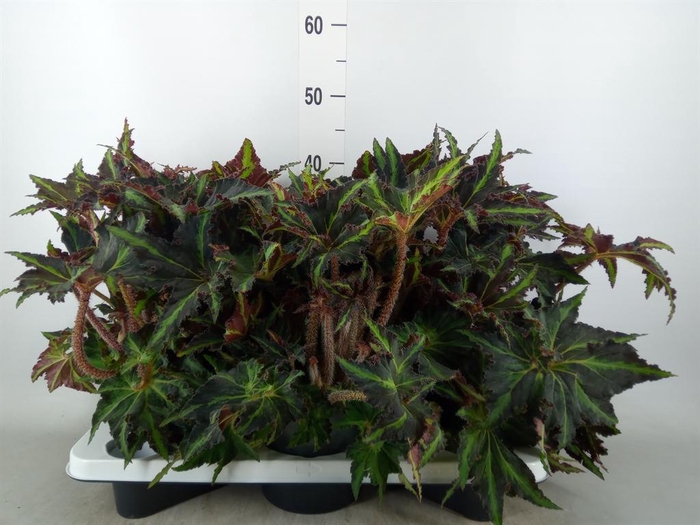 <h4>Begonia BD 'MagicColours Lion Danc'</h4>