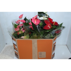 ANTHURIUM VARIADO P17