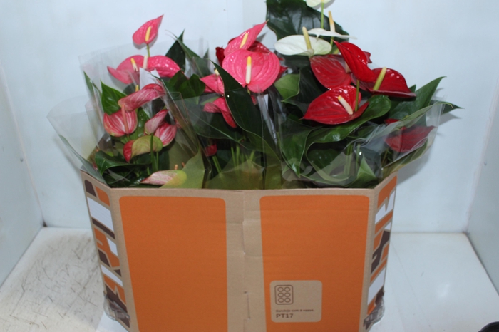 <h4>ANTHURIUM VARIADO P17</h4>