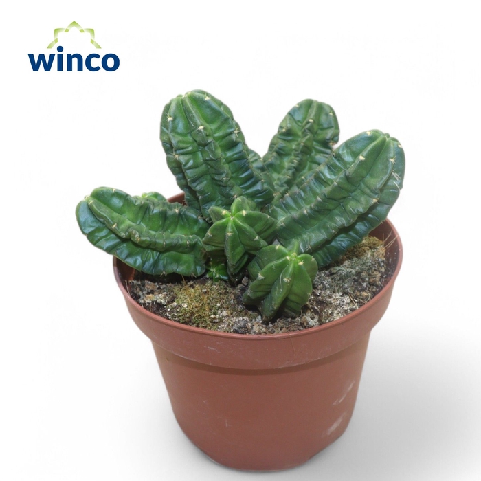 <h4>ECHINOC OV</h4>