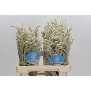 Amaranthus Yearming Desert