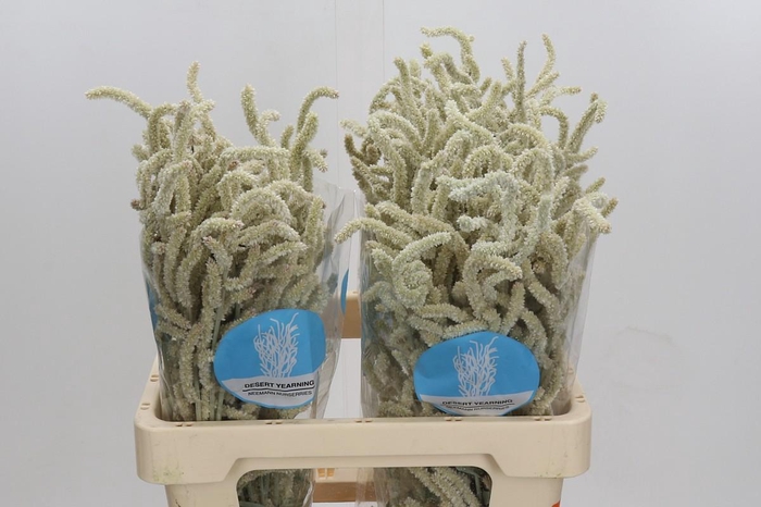 <h4>Amaranthus Yearming Desert</h4>