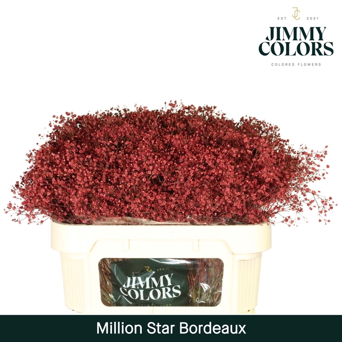 <h4>Gyps Million Star L70 Bordeaux</h4>