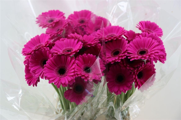 <h4>Ge Mi Amelie Xxl</h4>