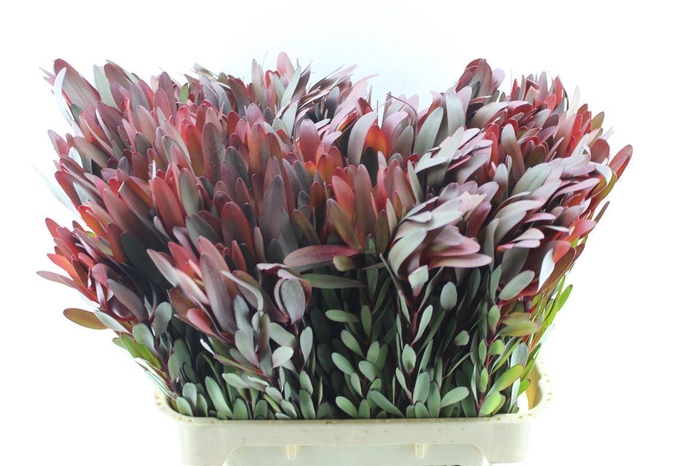 <h4>Leucad Saf Sunset M</h4>