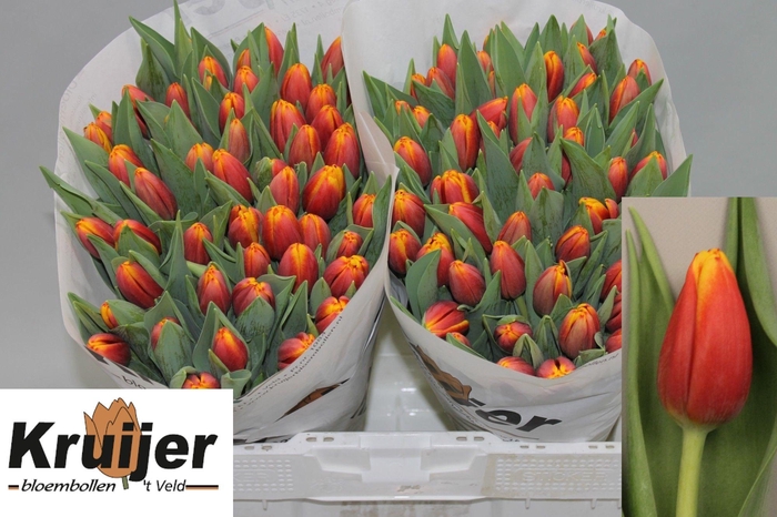 <h4>TU EN TROPICANA</h4>