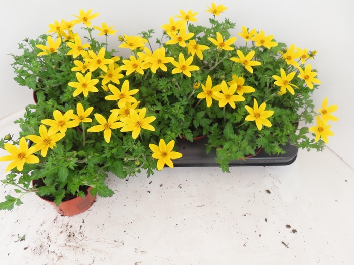 <h4>BID YELLOW CHARM</h4>