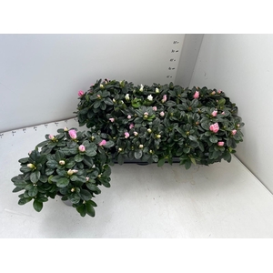 RHODO SI GEM