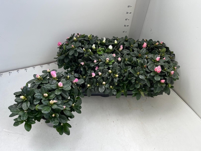 <h4>RHODO SI GEM</h4>