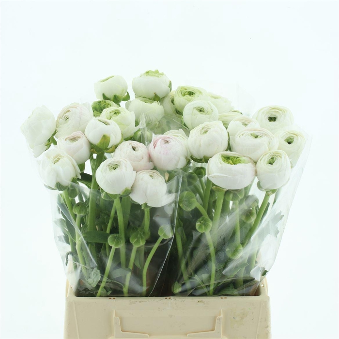 <h4>Ran Su Hanoi N L</h4>