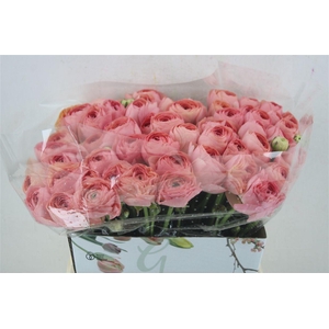 Ran Cloni 1 Champagne