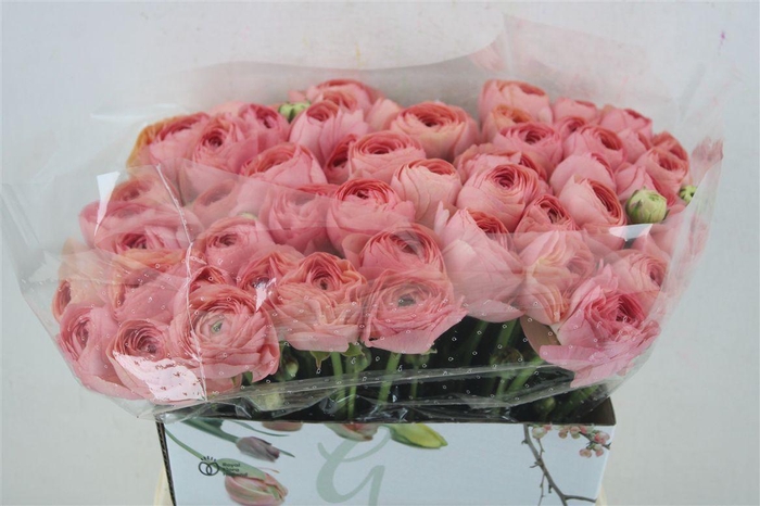 <h4>Ran Cloni 1 Champagne</h4>