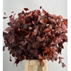 Faggio Preserved Bordeaux (beech,beuk)