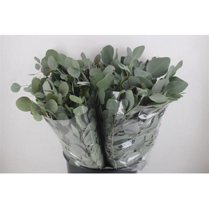 Euca Populus Short 150gr P Bunch