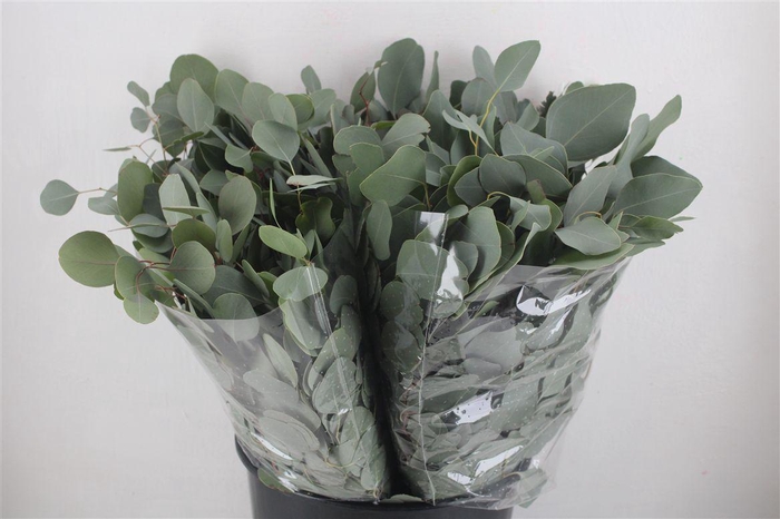 <h4>Euca Populus Short 150gr P Bunch</h4>