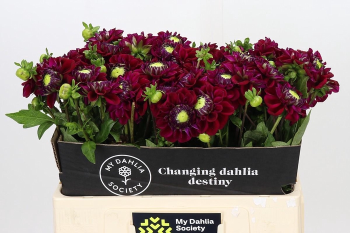 <h4>Dahlia Henk Riverdale</h4>