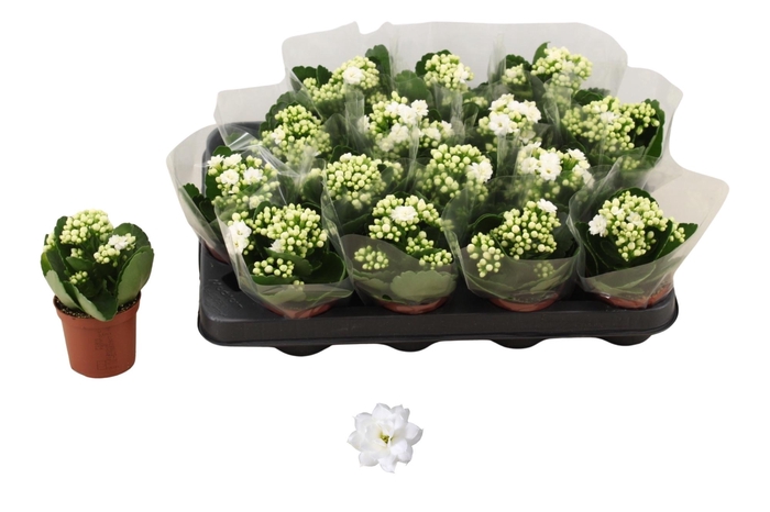 <h4>KAL GE DON DIONE</h4>