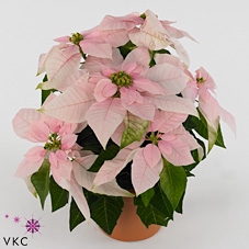 PRINCETTIA MIDI SOFT PINK P11